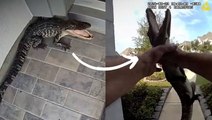 Texas police officer wrangles hissing alligator with bare hands