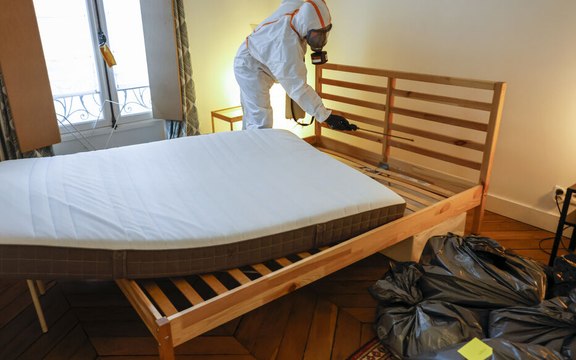 Punaises de lit : un simple produit ménager permet de les combattre rapidement, révèlent des chercheurs français