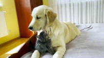 Golden Retriever and Cute Kitten Making Friends