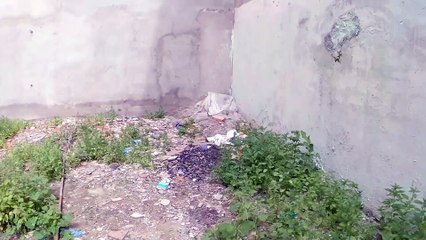 Frightened stray little cat trusts stranger for the first time