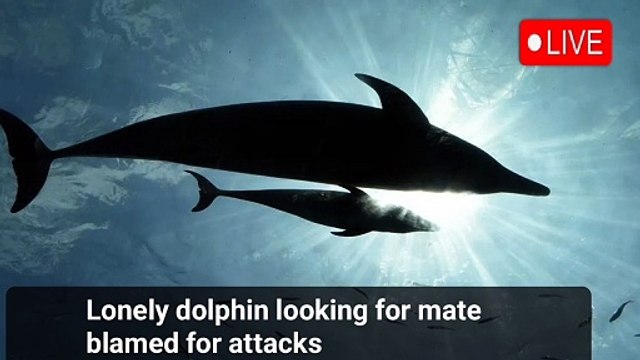 Lonely dolphin looking for mate blamed for attacks | BBC live news