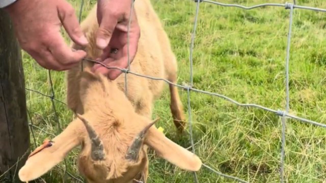 Man’s tender effort to rescue baby goat stuck in fence creates heartwarming scene