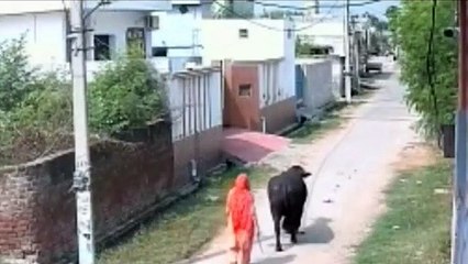 MotorCycle Hit By Black Baffalo ... Biker ( Motorcyclist )