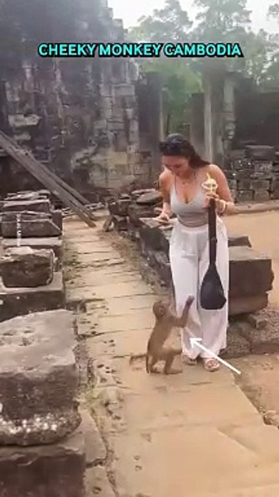 Monkey steals woman's drink 