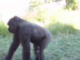 Zoo Gorillas Brawl It Out!