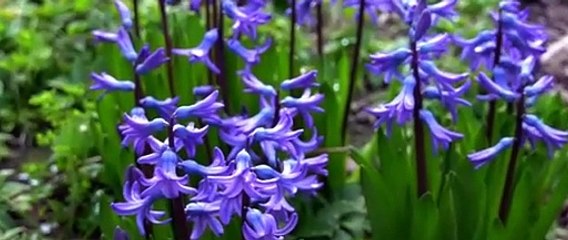 【KOROLL安全性】巧妙ですか春をどう乗り切るか