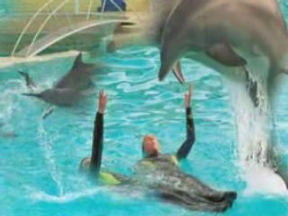 Nos amis les dauphins !