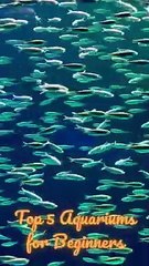 Top 5 Aquariums for Beginners: Expert Advice for a Thriving Tank #fishcaretips  #fishkeeping #fish