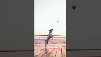 Our Loyal Friends Dogs #shorts