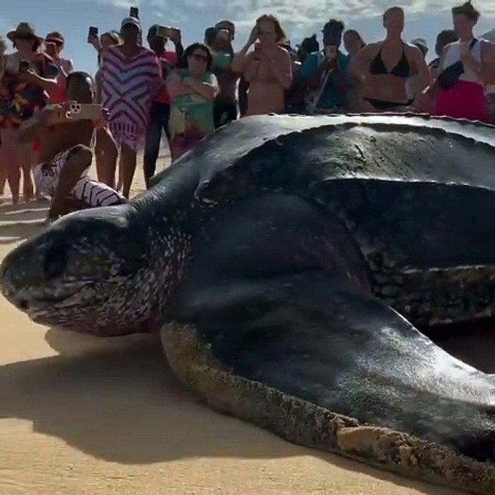 Une tortue luth a été aperçue sur une plage en République dominicaine.
