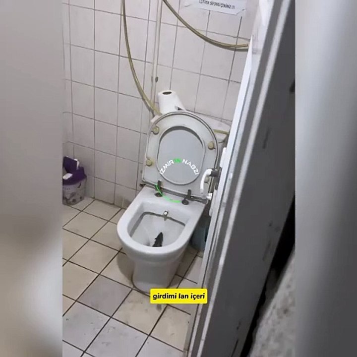 Tuvalete girdi, korku dolu anlar yaşadı! Klozetten fare çıktı