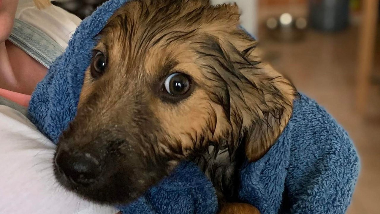 Reactive Dog Just Needed One Thing