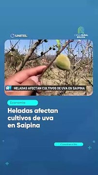 Heladas afectan cultivos de uva en Saipina