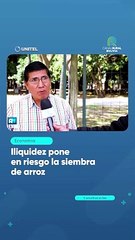 Iliquidez pone en riesgo la siembra de arroz