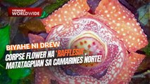 Corpse flower na ‘rafflesia’, matatagpuan sa Camarines Norte! | Biyahe ni Drew