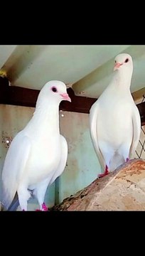 Naat Sharif, naate pak, naat, Islamic naats