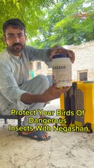 Save Your Birds Of Dangrous Insects