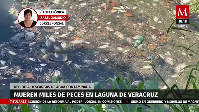 Reportan decenas de peces muertos en laguna de Veracruz por descarga de agua contaminada