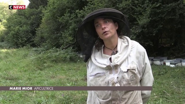 La filière française de l'apiculture traverse une année noire
