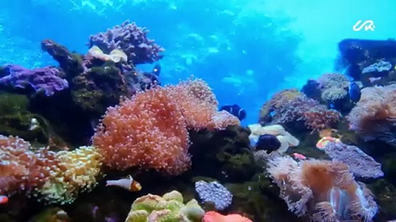 This is how I felt when I discovered paradise  THE RED SEA Project Saudi