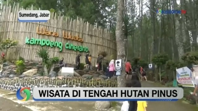 Wisata di Tengah Hutan Pinus