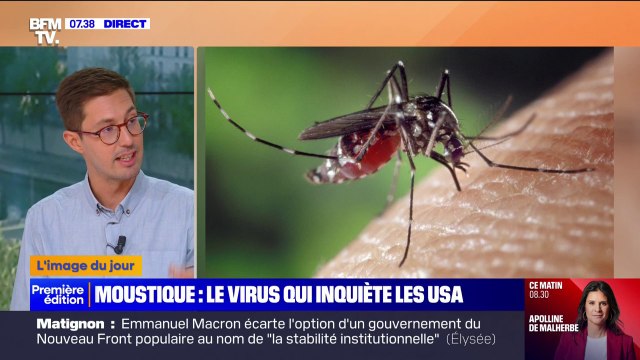 Un moustique porteur d'un virus mortel inquiète les États-Unis