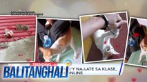3 pusa na animo'y na-late sa klase, kinagigiliwan online | Balitanghali