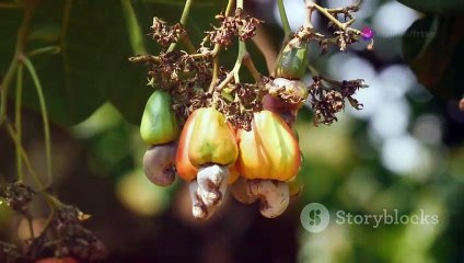 Fun Facts About Guinea-Bissau You Didn't Know!