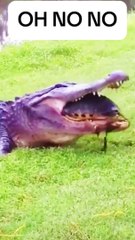 Crocodile  eating turtle