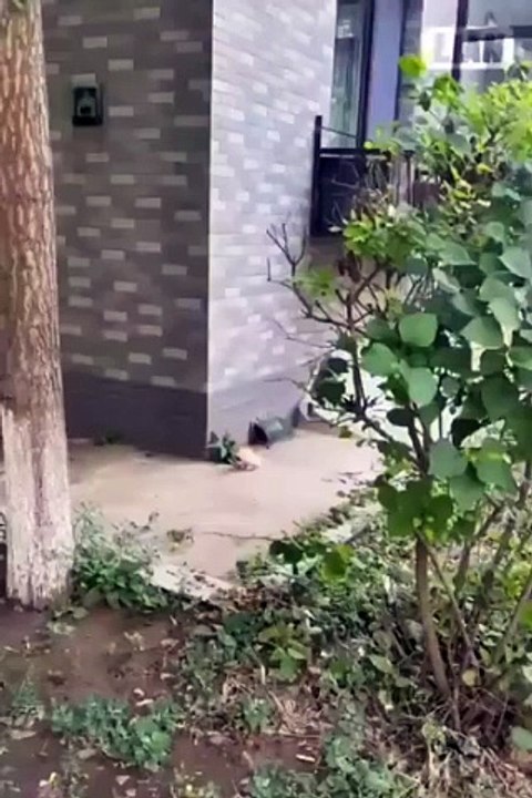 VID-20240820-WA0012