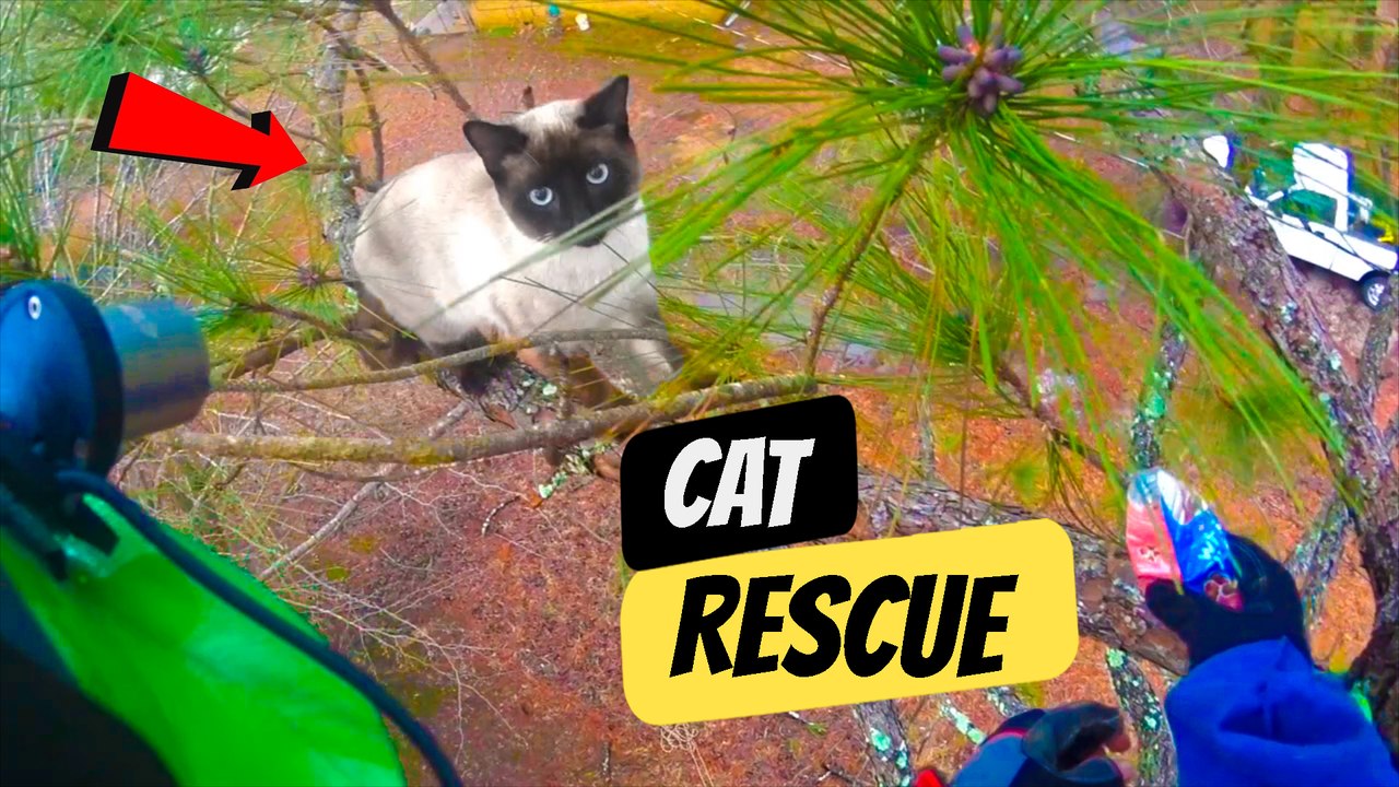 A Hero's Act | Cat Rescued from Danger