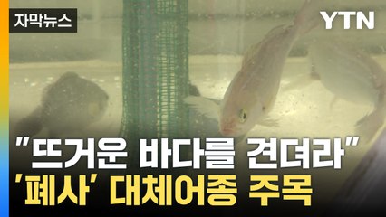 [자막뉴스] 계속되는 고수온으로 역대 최대 폐사량...대체 어종 '벤자리' 주목 / YTN