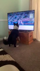 I've been watching the Olympics this week......such fun