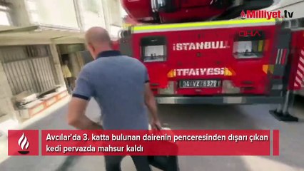 Camda unutulan kedi için seferber oldular