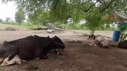 Pind da mahol | Village pure life | Gaon ko zindgi