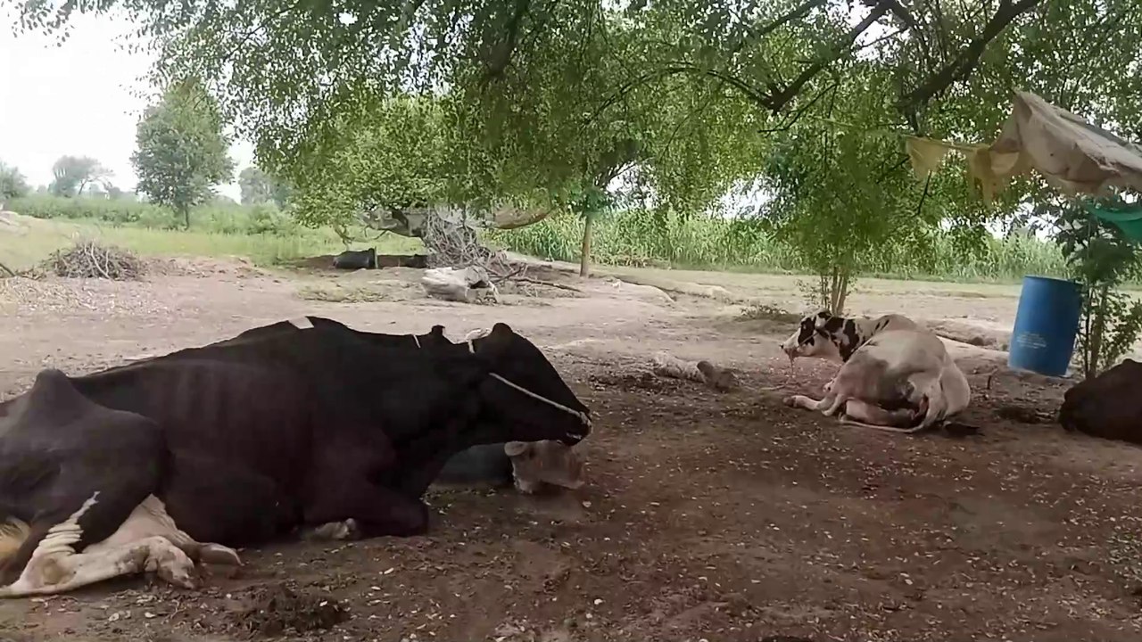 Pind da mahol | Village pure life | Gaon ko zindgi