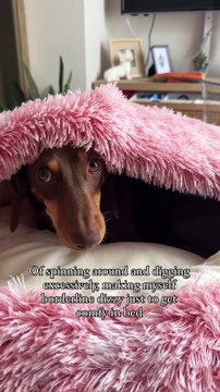 Nest Pet Sofa Bed Calming Cat & Dog Cave Bed Washable & Stylish Pet Bed UK (2)