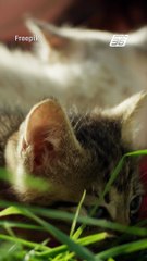 วิจัยใหม่ศึกษา แมวสายพันธุ์ไหนอายุขัยเฉลี่ยสั้นที่สุด | PPTV Online