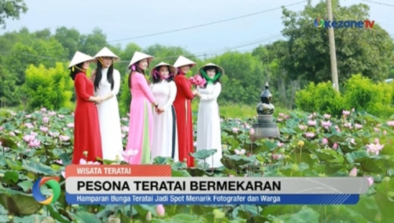 Pesona Teratai Bermekaran