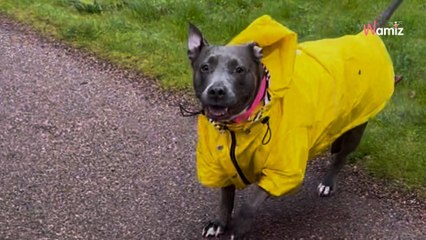 Ils se moquent du look du chien : la terrible vérité leur fait instantanément changer d'avis (vidéo)