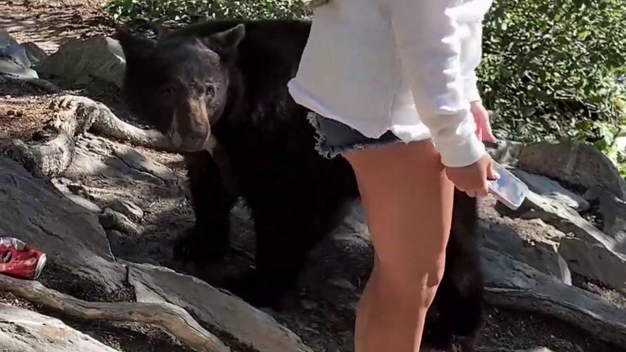 Schwarzbär greift nach dem Bein einer Frau