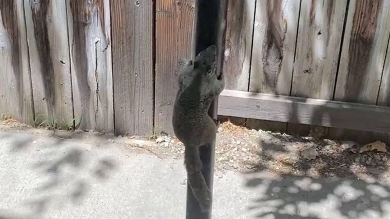 Ein diebisches Eichhörnchen versucht, auf eine gefettete Stange zu klettern, um Samen zu stehlen