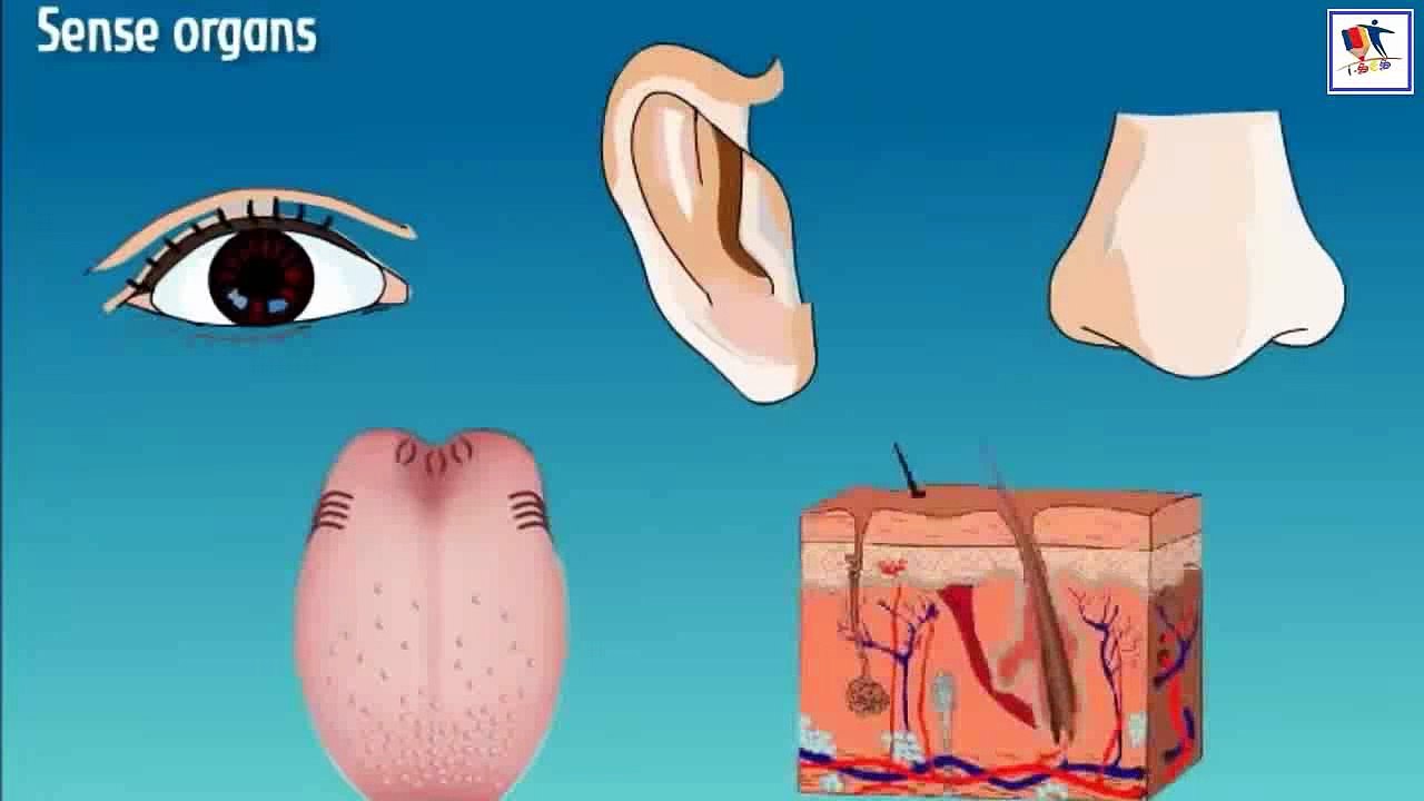 Human Body - 1