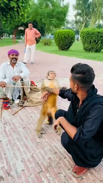 Funny monkey