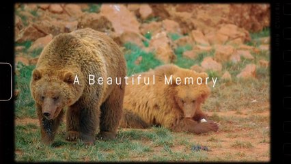 Pair of brown bears in the field