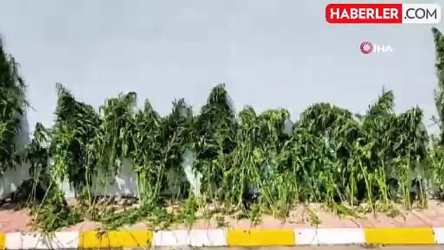 Jandarmadan kenevir operasyonu: 37 bin 294 kök kenevir bitkisi ele geçirildi