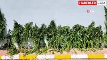Jandarmadan kenevir operasyonu: 37 bin 294 kök kenevir bitkisi ele geçirildi