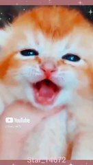 meow meowshort #001 #cats @Star_14672
