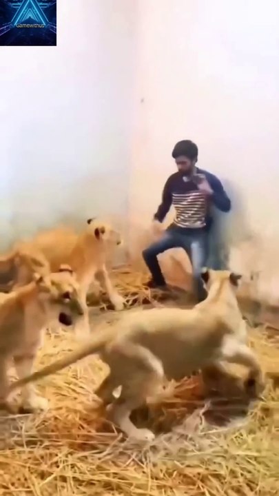 Lion attack