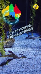 Weedy Seadragon | Poema del Mar Gran Canaria #viral #seadragon